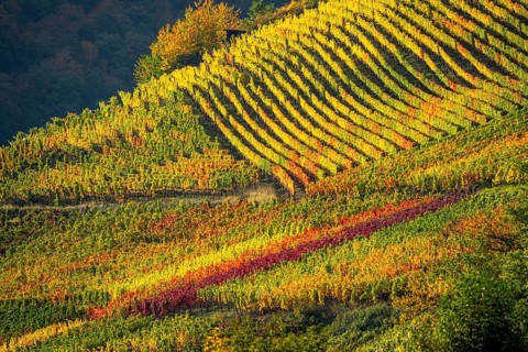 Vineyards in autumn in the central Ahr valley, near Mayschoß, Rhineland-Palatinate