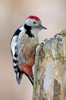 Middle Spotted Woodpecker (Dendrocoptes medius), Saxony-Anhalt, Germany