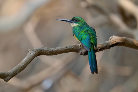 Green bird sitting on branch surrounded by natural environment, Rufous-tailed jacamar (Galbula