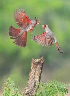 Pyrrhuloxia (Cardinalis sinuatus) two males fighting, Arizona, USA