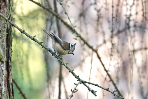 Crested Tit (Parus cristatus), winter, Germany