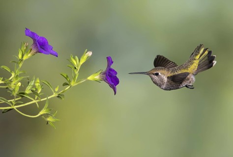 Anna's Hummingbird Female (Calypte anna) - Victoria BC, Canada