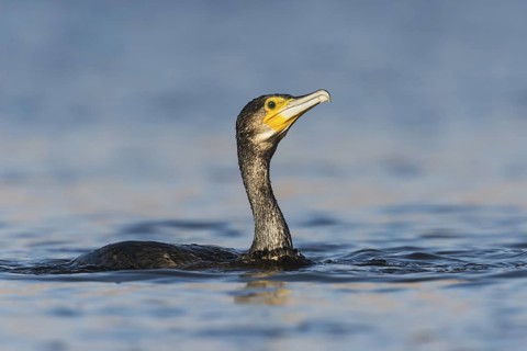 Great Cormorant (Phalacrocorax carbo), Eilat, Israel