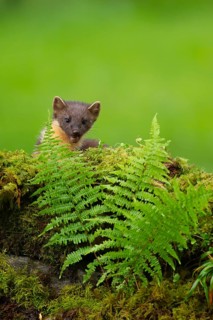 European pine marten (Martes martes) adult animal on a moss covered tree stump, Scotland, United