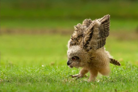 Eurasian Eagle-Owl (Bubo bubo) juvenile, Utrecht, Netherlands