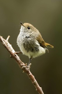 Tasmanian Thornbill (Acanthiza ewingii), Tasmania, Australia