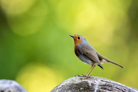 European Robin (Erithacus rubecula) perched on a stone, Carpathian Mountains, Romania