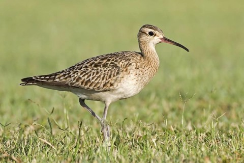 Little Curlew (Numenius minutus), Western Australia, Australia