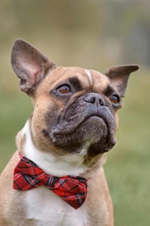Fawn French Bulldog dog with red bow tie in front of blurry green nature background