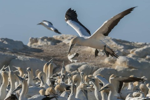 Cape Gannet (Morus capensis), Western Cape, South Africa
