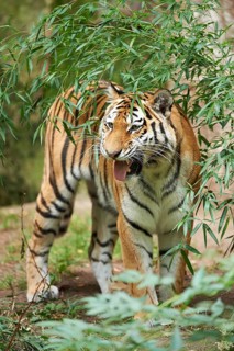 Close-up of a Siberian tiger (Panthera tigris altaica) cub, captive