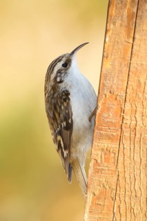 Woodcreeper (Certhia familiaris), sitting on a sawn tree, wildlife, foraging, animals, birds,