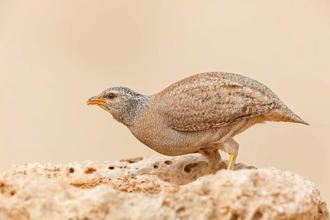 Arabian partridge, (Ammoperdix heyi), animal, animals, bird, birds, sand partridge, partridges,