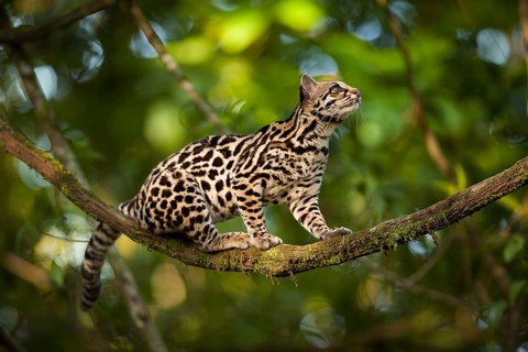 The margay (Leopardus wiedii) is listed as near threatened by the IUCN. I was lucky to capture this