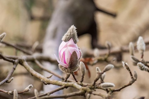 A pink magnolia bud emerges from bare branches, signaling the arrival of spring. The delicate