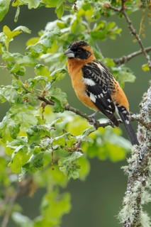 Black-headed Grosbeak (Pheucticus melanocephalus) perched on a branch in Victoria, BC, Canada