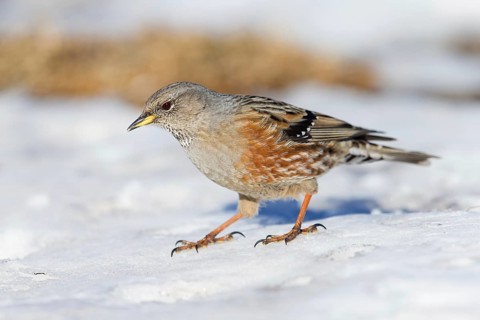 Alpenbraunelle, Alpine Accentor, Prunella collaris, Accenteur alpin, Acentor Alpino