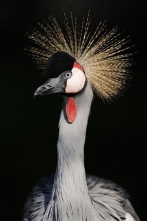 Gray crowned-crane (Balearica regulorum), portrait, captive, occurrence in Africa