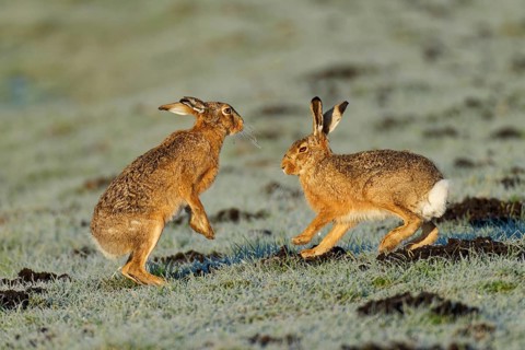 Brown hare (Lepus europaeus) pair on a hoarfrost-covered meadow, Lake Dümmer, Germany