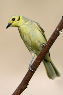 Yellow-tinted Honeyeater (Ptilotula flavescens), Western Australia, Australia