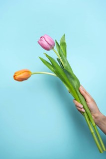 A hand gently holds a bouquet of vibrant tulips, one pink and one orange, set against a soft blue