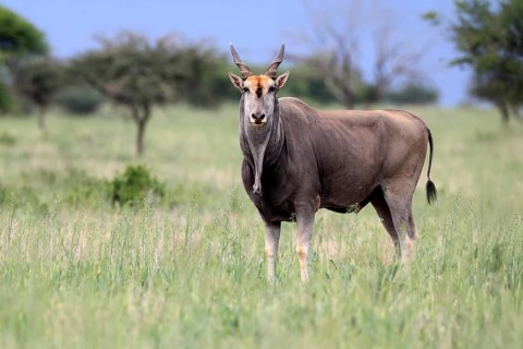Eland (Taurotragus oryx), adult, alert, foraging, Mokala National Park, Northern Cape, South Africa