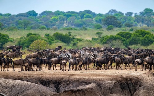 Wildebeest (Connochaetes taurinus), migrating herd of wildebeest at the Mara River, safari vehicle