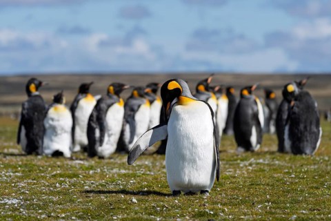 King penguin (Aptenodytes patagonicus), individual grooming in front of colony on grass, Volunteer