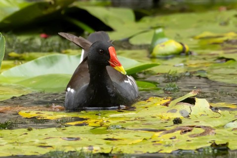 Moorhen (Gallinula chloropus) adult bird amongst water lilies on a pond in summer, England, United