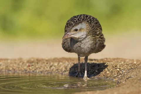 Corn Crake (Crex crex), Eilat, Israel