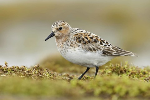 Red-necked Stint (Calidris ruficollis), Alaska, USA