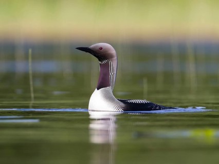 Black-throated Loon (Gavia arctica), Sweden