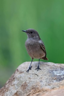 Rusty-tailed Wheatear, (Oenanthe familiaris), adult, alert, Mountain Zebra National Park, South