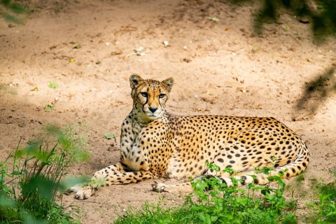 Cheetah (Acinonyx jubatus) lying ion the ground, Germany