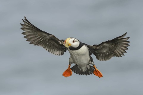 Horned Puffin (Fratercula corniculata) flying, Alaska, USA