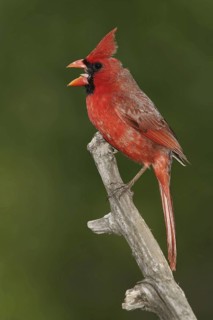 Northern Cardinal (Cardinalis cardinalis), Texas, USA