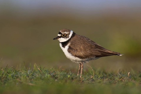 Little Ringed Plover (Charadrius dubius), Lake Neusiedl, Austria