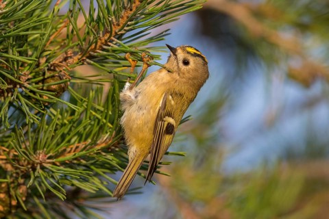 Wintergoldhähnchen, Goldcrest, Regulus regulus, Roitelet huppé, Reyezuelo Sencillo