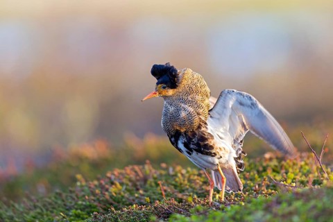 Ruff, (Philomachus pugnax), animals, birds, plumage during mating season, snipe bird, courtship,