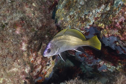 A fish with yellow fins, grey mullet (Sciaena umbra), swimming along a rocky underwater reef, dive