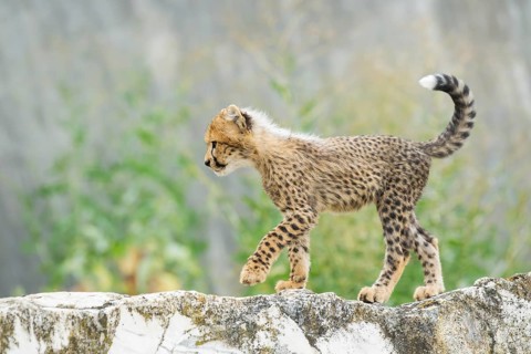 Cheetah (Acinonyx jubatus) youngster walking on a rock, captive, occurrence Africa