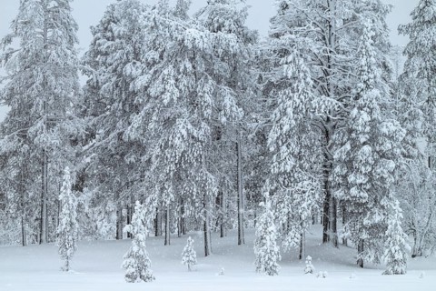 Winter forest during snowfall, Idre Fjäll, Dalarna, Sweden, January 2026