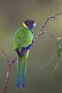 Twenty-eight Parrot (Barnardius zonarius semitorquatus), Western Australia, Australia