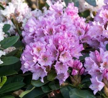 Rhododendron (Rhododendron DUFTHECKE LILA), BS Sämann, Germany