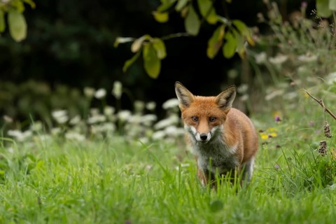 Red fox (Vulpes vulpes) adult wild animal amongst wildflowers in grassland in summer, England,