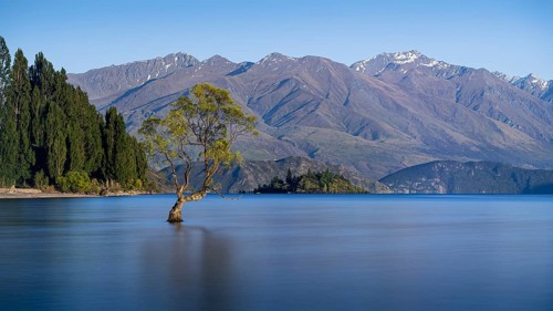Wanaka Tree in the morning, long exposure, Lake Wanaka, Otago, South Island, New Zealand
