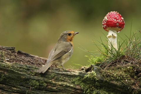 European Robin (Erithacus rubecula), Lower Saxony, Germany