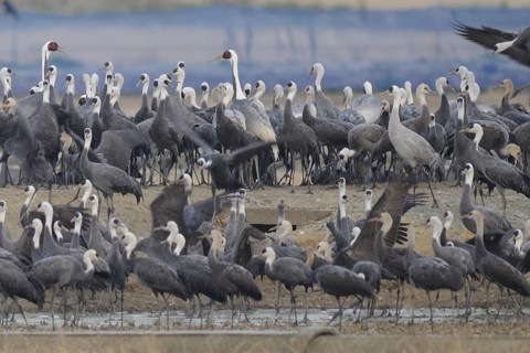 Hooded Crane (Grus monacha), Arasaki, Japan