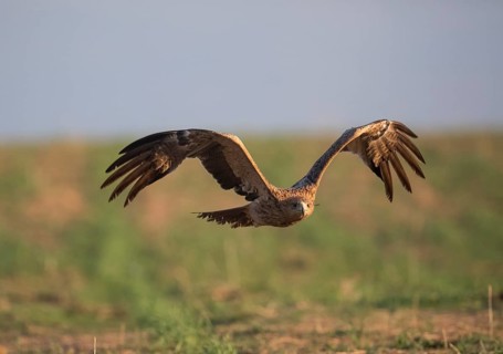 Juvenile Iberian Eagle (Aquila adalberti), Spanish imperial eagle, Extremadura, Castilla La Mancha,