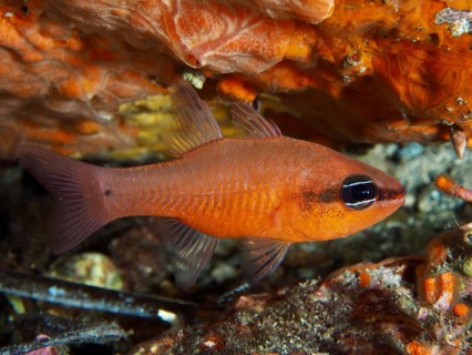 A bright orange king mullet (Apogon imberbis) swimming near a reef, dive site Giens Peninsula,